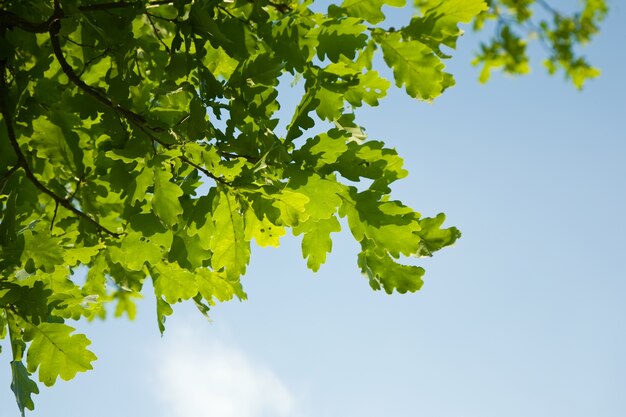 Foglie di querce, illuminate brillantemente contro il cielo