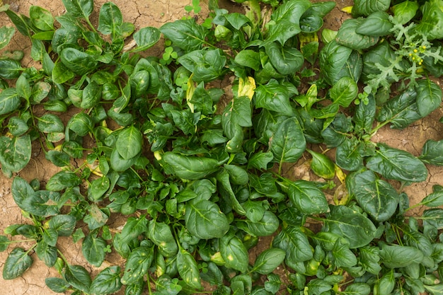 Foglie di spinaci