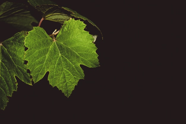 Foglie di vite d&#39;uva durante la notte