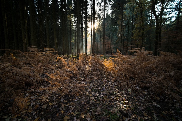 Foglie e rami che coprono il terreno di una foresta circondata da alberi in autunno
