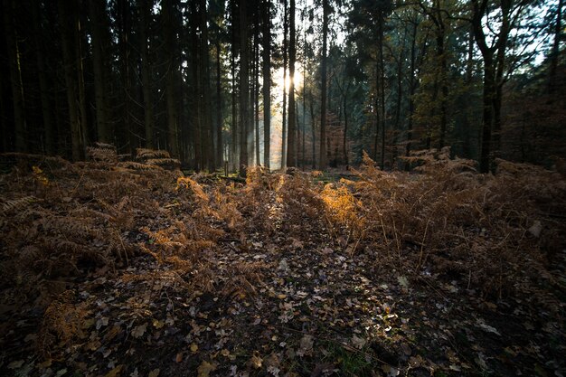 Foglie e rami che coprono il terreno di una foresta circondata da alberi in autunno