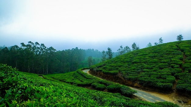 Foglie fredde del tè della nebbia dell&#39;India