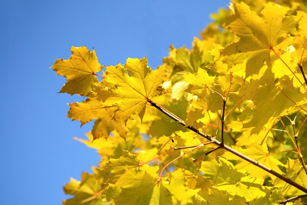 &quot;Foglie gialle sull&#39;albero&quot;