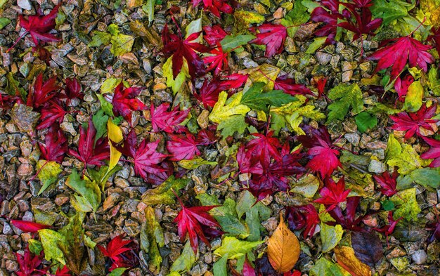 Foglie rosse e verdi