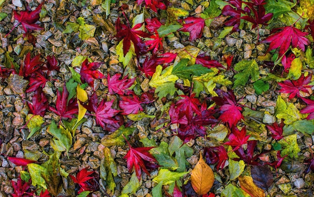 Foglie rosse e verdi