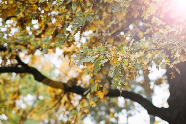 Foglie soleggiate sull&#39;albero di autunno nella foresta