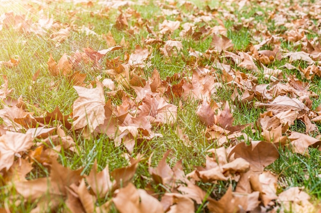 foglie su erba