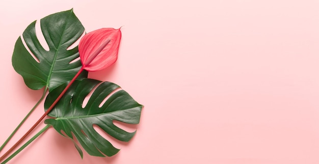 Foglie tropicali e fiore rosso di anthurium lo sfondo minimo estivo