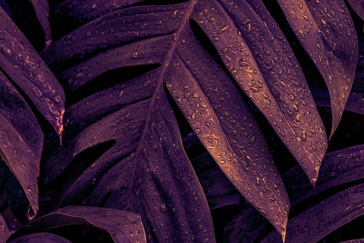 Foto gratuito foglie umide di monstera deliciosa in un giardino