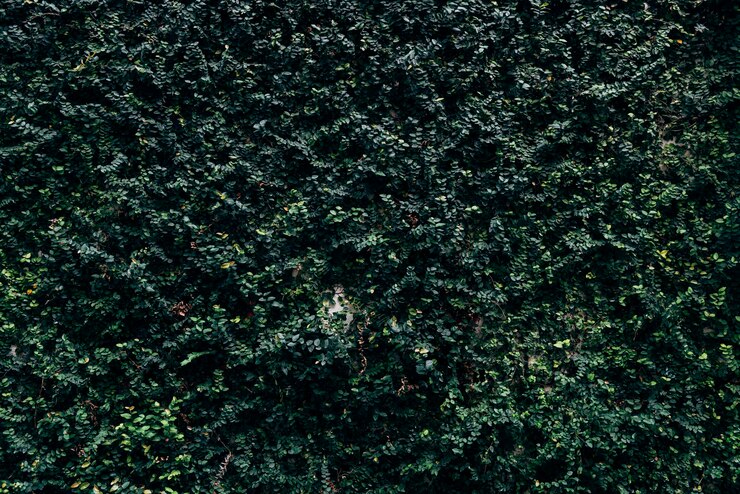 Foto gratuito foglie verde scuro testurizzate