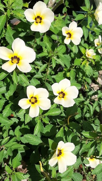 Foglie verdi con sfondo di fiori