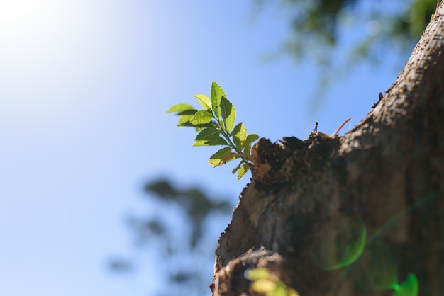 Foglie verdi fresche crescono da un vecchio ramo di un albero. Grande vitalità.