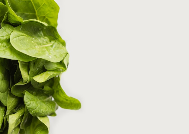 Foglie verdi fresche dello spazio della copia dell'insalata