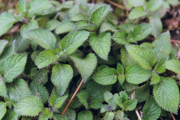 Foglie verdi fresche. Sfondo verde con foglie.