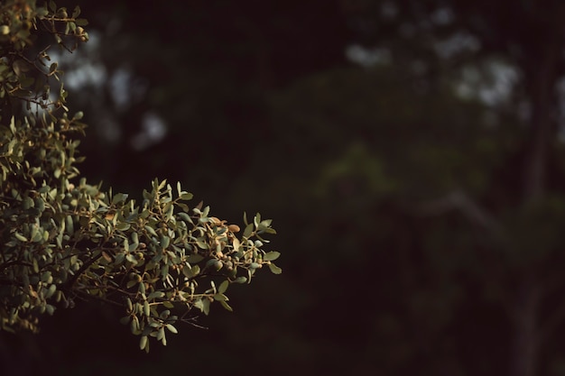 Foglie verdi naturali con fondo defocused