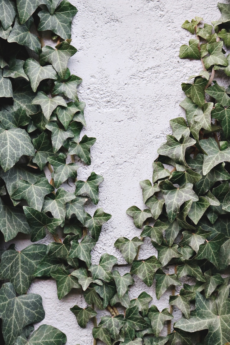 Foglie verdi sul muro di cemento bianco