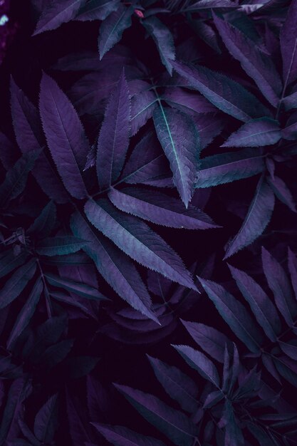 Foglie viola e verdi di una pianta perfetta per il backgroun