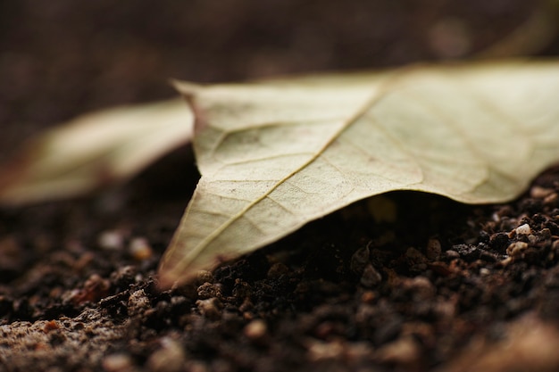 foglio di autunno