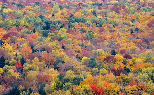 Fondo astratto del fogliame variopinto in White Mountain, New Hampshire.