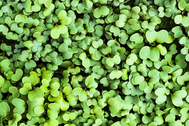 Fondo botanico della molla fresca verde della pianta del trifoglio