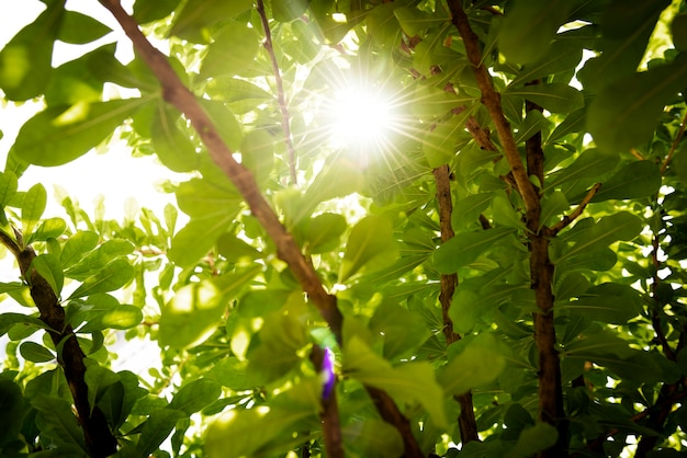 Fondo della natura della foresta verde con la luce del sole che splende
