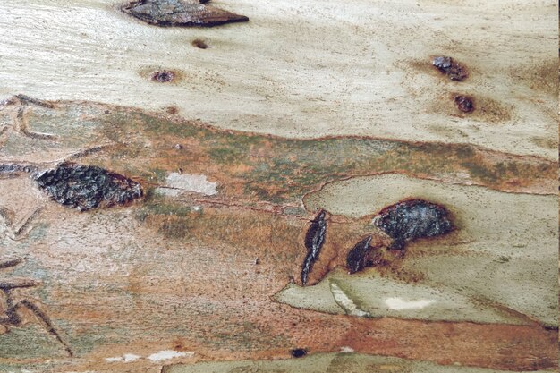 Fondo di legno del primo piano di struttura dell&#39;albero