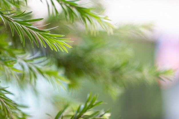 Fondo e progettazione del modello della foglia verde.