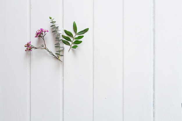 fondo in legno bianco con piante ornamentali