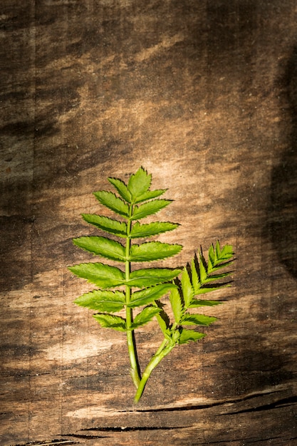 Fondo in legno con foglie di felce