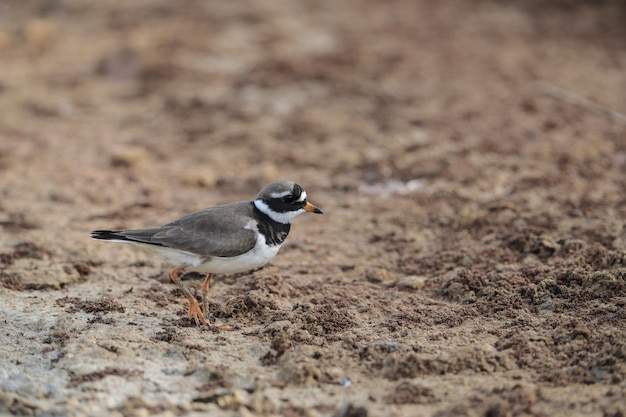 Foraggiamento Piviere comune, Charadrius hiaticula