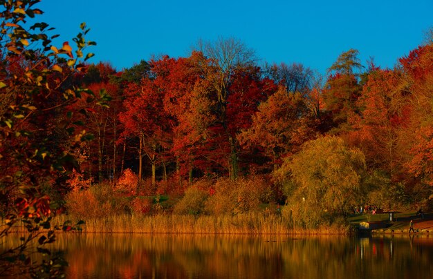 Foresta accanto allo specchio d'acqua durante il giorno