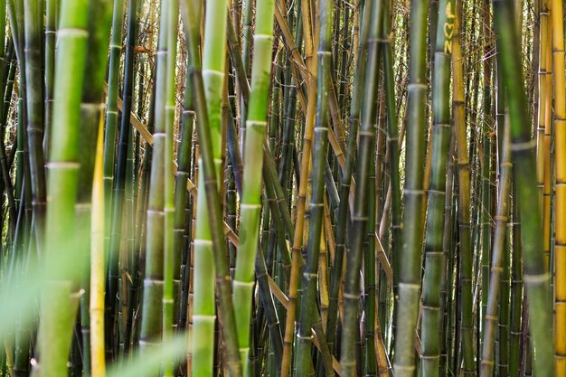 Foresta botanica di bambù alla luce del giorno