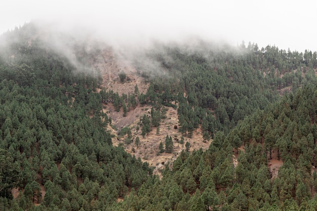 Foresta che cresce sulla costa di montagna