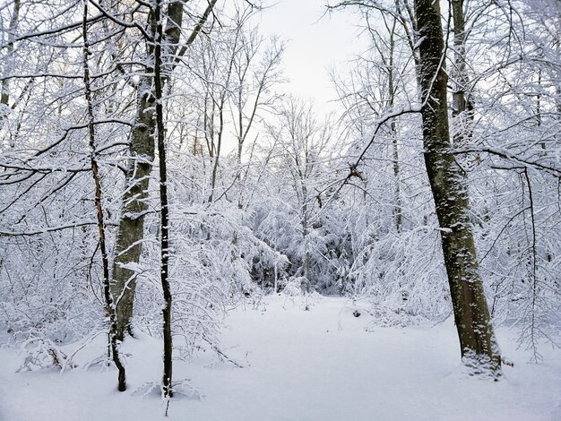 Foresta circondata da alberi coperti di neve sotto la luce del sole a Larvik in Norvegia