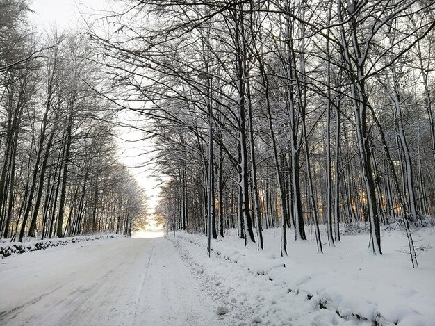Foresta circondata da alberi coperti di neve sotto la luce del sole a Larvik in Norvegia