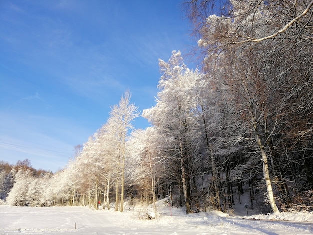 Foresta circondata da alberi coperti di neve sotto la luce del sole e un cielo blu in Norvegia