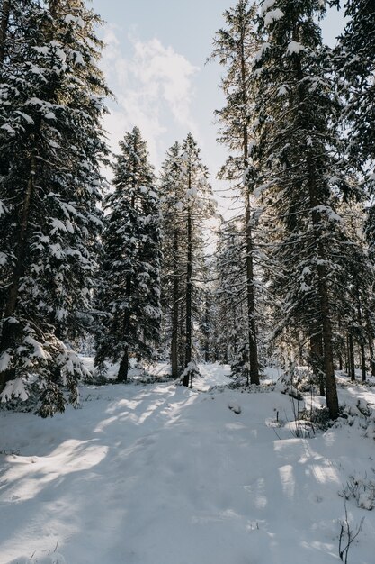 Foresta circondata da alberi coperti di neve sotto la luce del sole in inverno