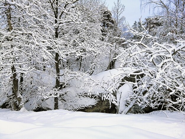 Foresta circondata da rocce e alberi coperti di neve sotto la luce del sole a Larvik in Norvegia