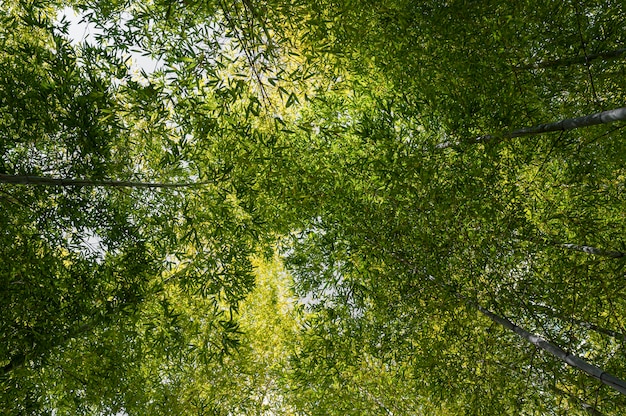 Foresta con alberi da vicino