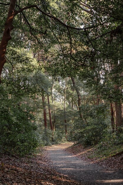 Foresta con alberi da vicino