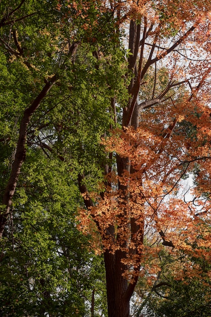 Foresta con alberi da vicino