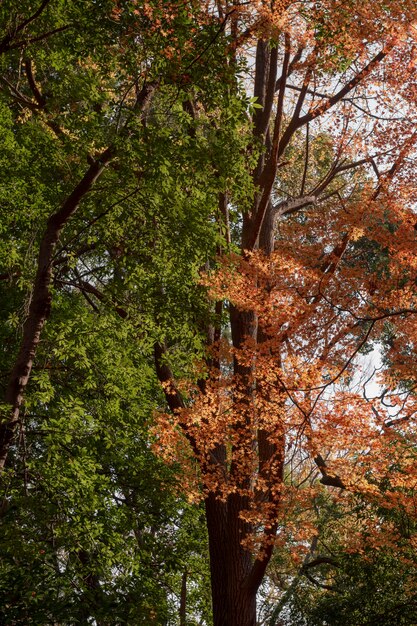 Foresta con alberi da vicino