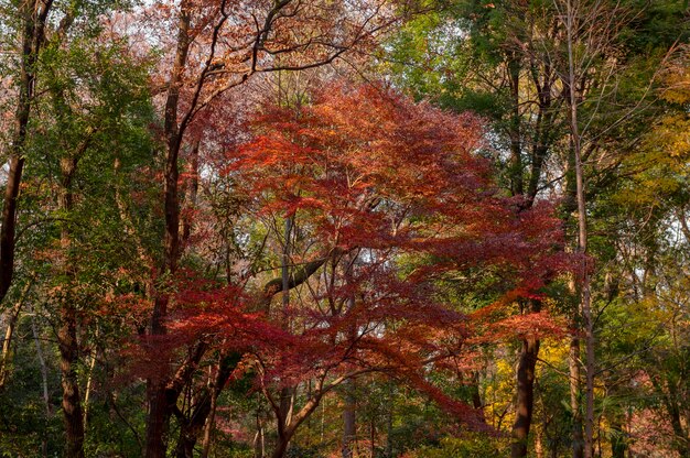 Foresta con alberi da vicino