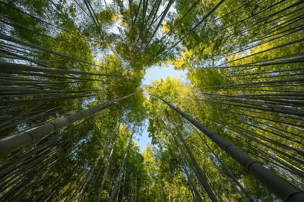 Foresta con alberi da vicino