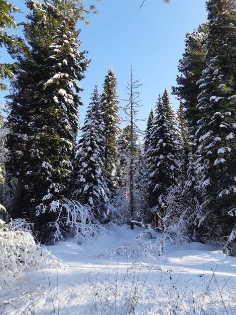 Foresta con alberi di pino coperti di neve in inverno