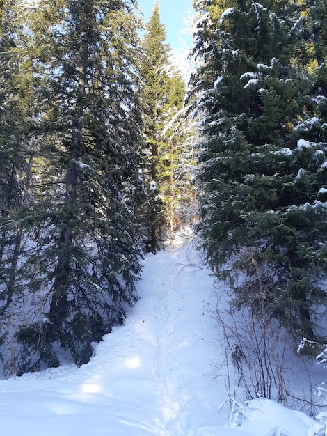 Foresta con alberi di pino coperti di neve in inverno