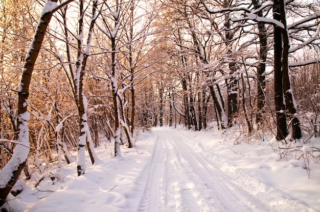 Foresta con alberi innevati