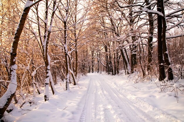 Foresta con alberi innevati