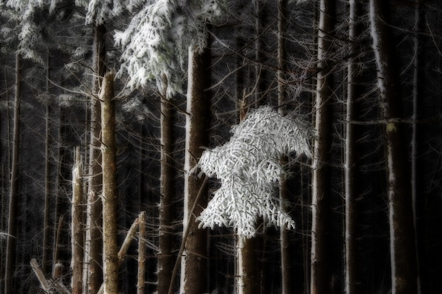 Foresta con alberi spogli coperti di neve