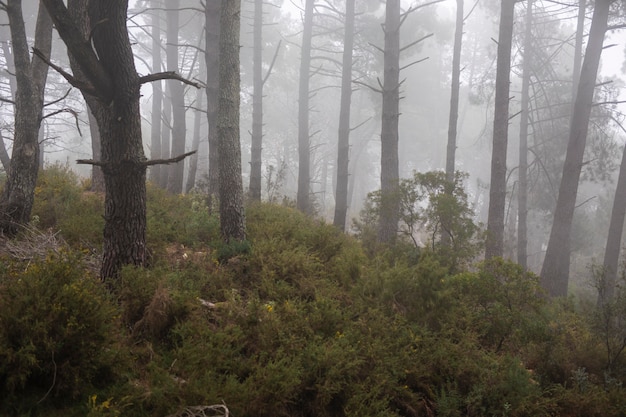 Foresta con bella vegetazione e alberi